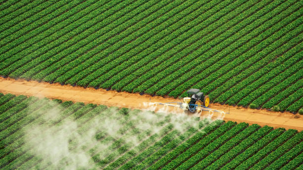 Wasp Removal Services in Winfield, IN