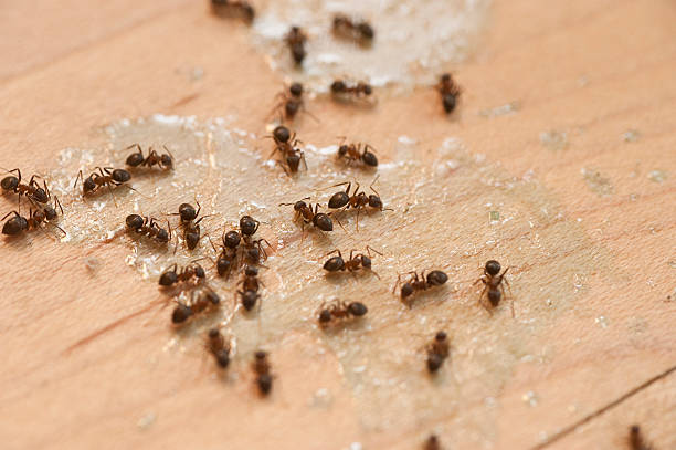 Best Pest Inspection Near Me  in Wfield, IN